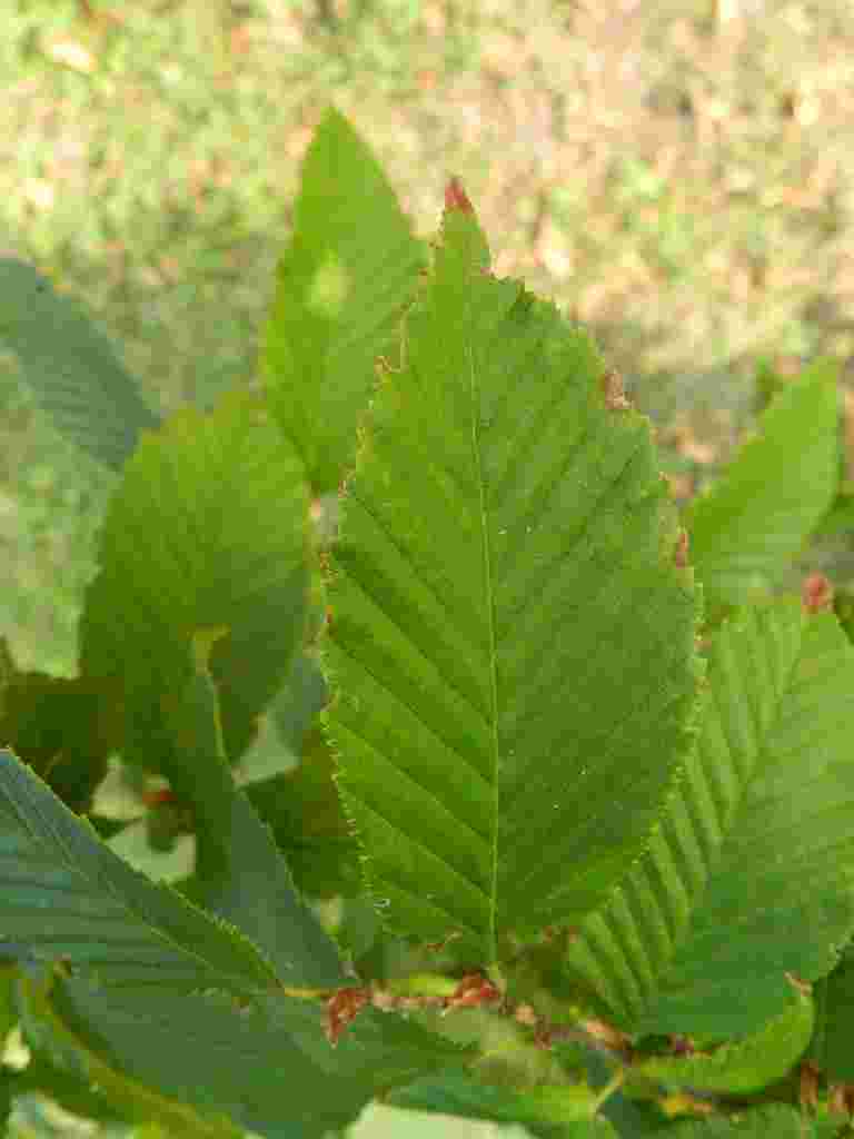 Carpino bianco / Carpinus betulus (Betulaceae)